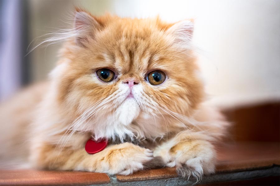8 Most Prominent Cat Breeds in India