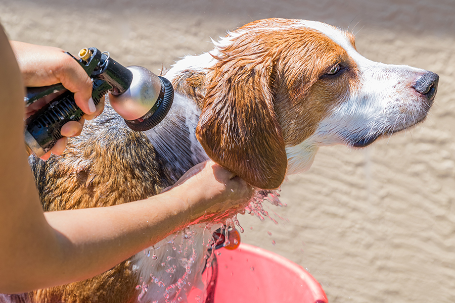 Rinse Your Dog