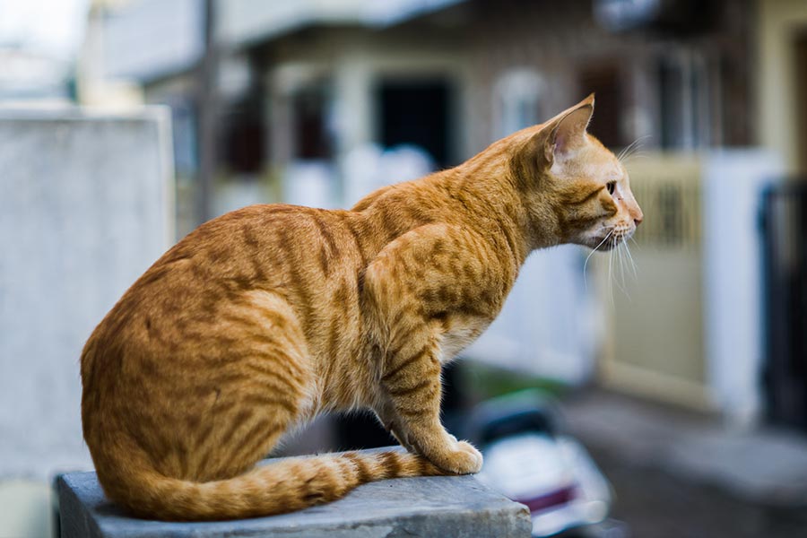 8 Most Prominent Cat Breeds in India