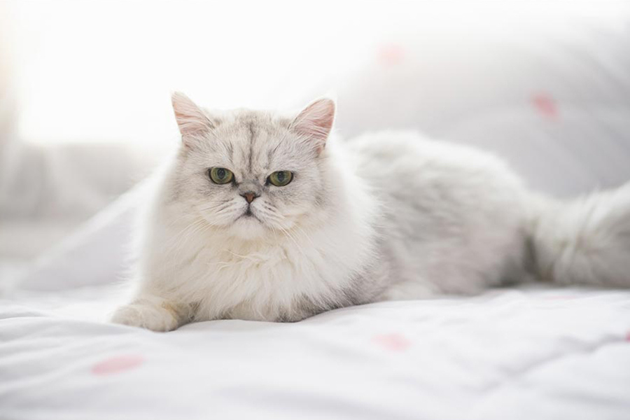 8 Most Prominent Cat Breeds in India