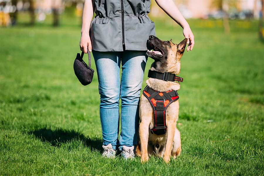 Say Hello to Dogs at Work!