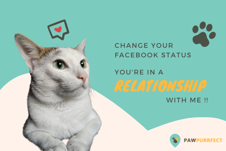 Your pet to you – Change your Facebook Status. You are in a relationship with me.