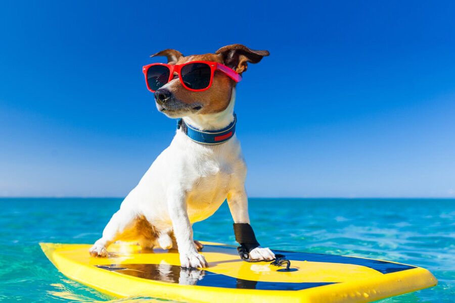 6 Ways to Keep Your Pup Cool in Summer | PawPurrfecto
