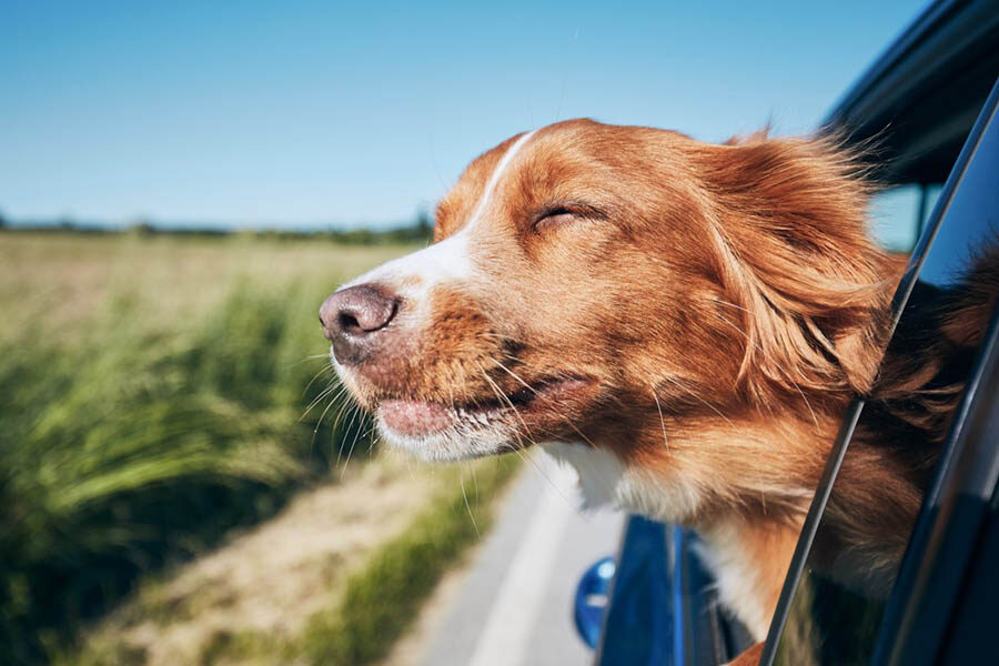All You Need to Know About Road Tripping With your Dog | PawPurrfect