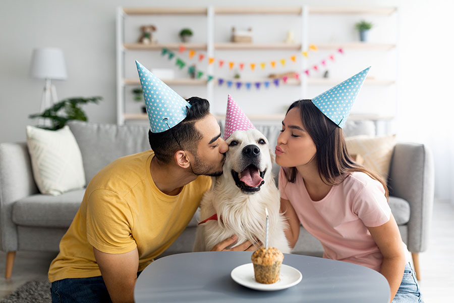 7 Ways to Celebrate Your Pooch’s Birthday | PawPurrfect