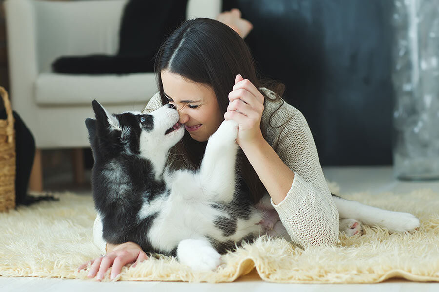 6 Important Pet Sitting Tips