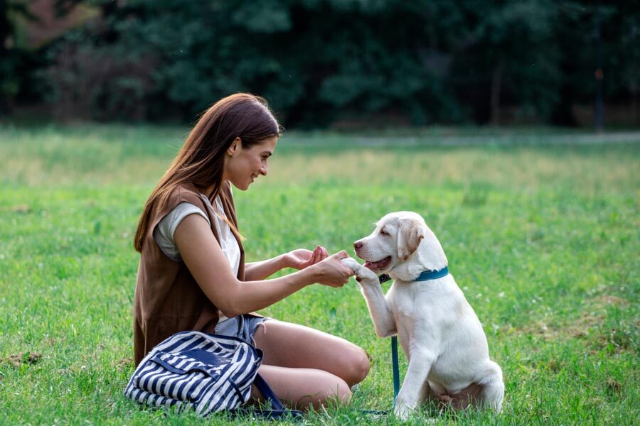 Why is training important when you get a puppy both for you and your pet – Part II