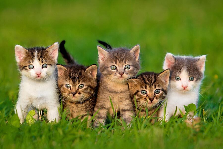 8 Most Prominent Cat Breeds in India