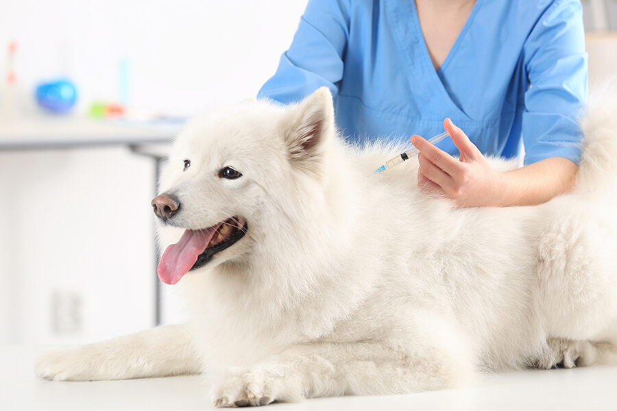 All You Need to Know About Puppy Vaccination Schedule!
