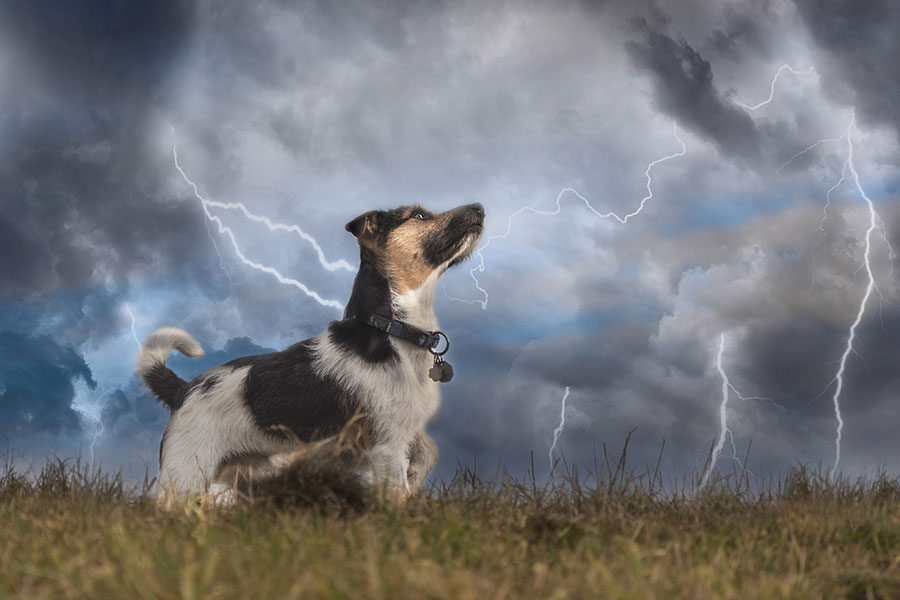 Why Are Pets Afraid of Thunderstorms & How to Ease Thunderstorm Anxiety?