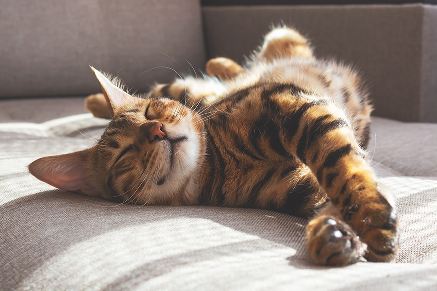 5 “Silent” Killers That Can Harm Your Cat