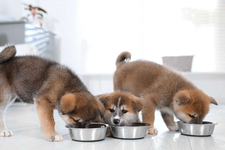 Reasons for Your Dog to Eat Fast and Tips for Slowing Them Down