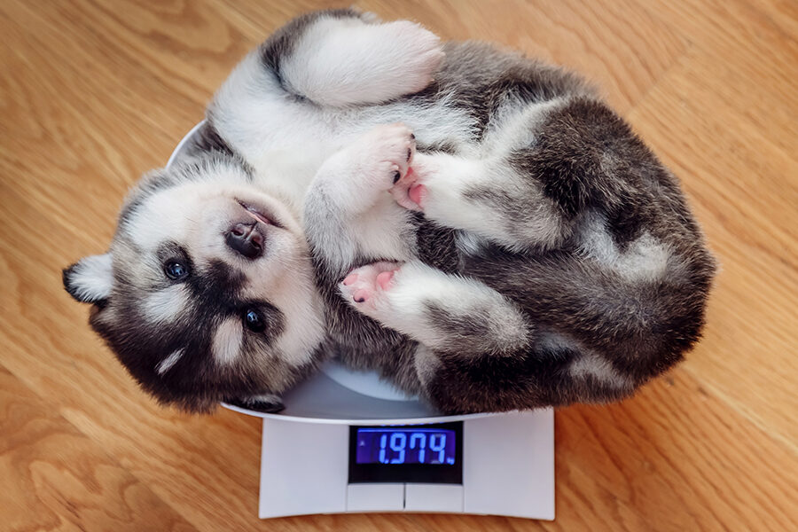 8 Effective Tips to Overcome Obesity in Pets