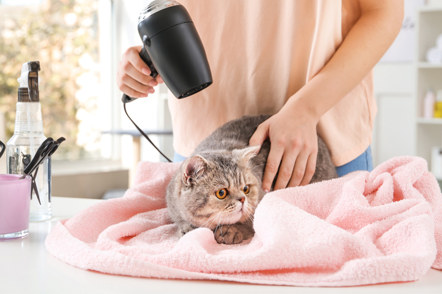 Professional Cat Grooming Is It Worth It? Pet Services at your doorstep