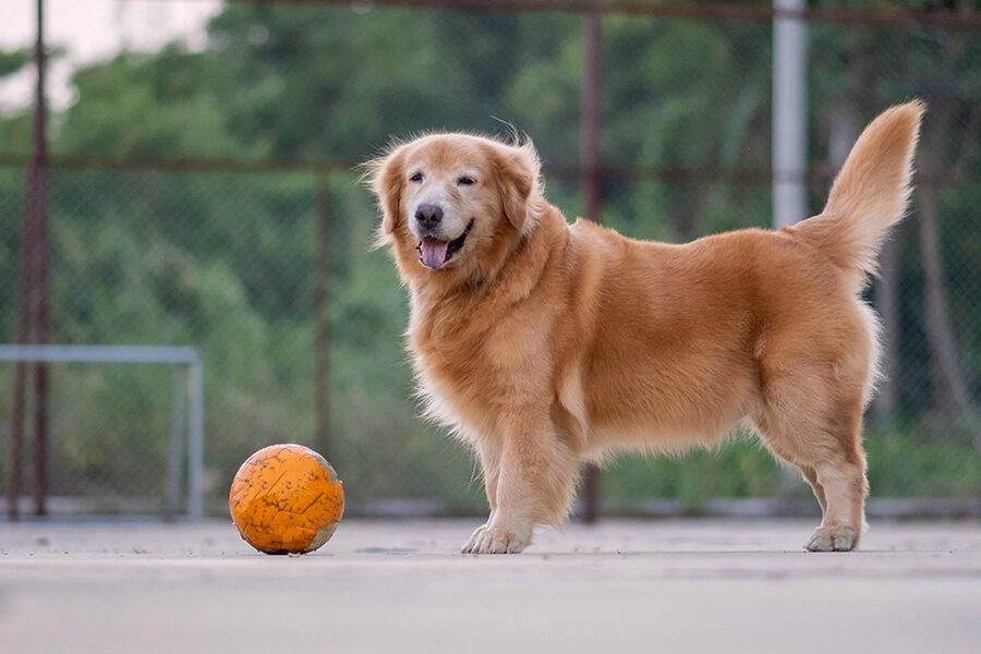 10 Ways of Exercising a Senior Dog