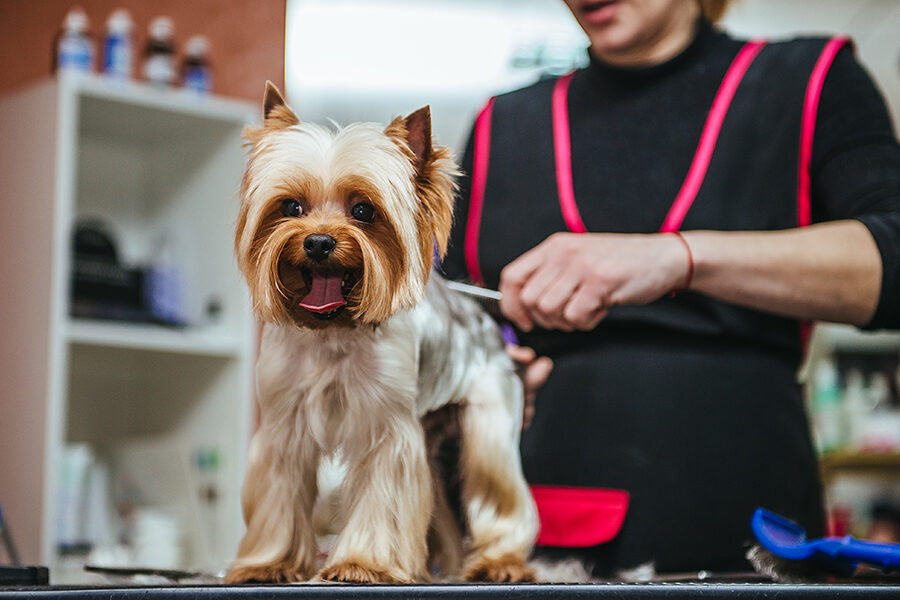 How to Keep Your Dog Calm During Grooming Sessions?