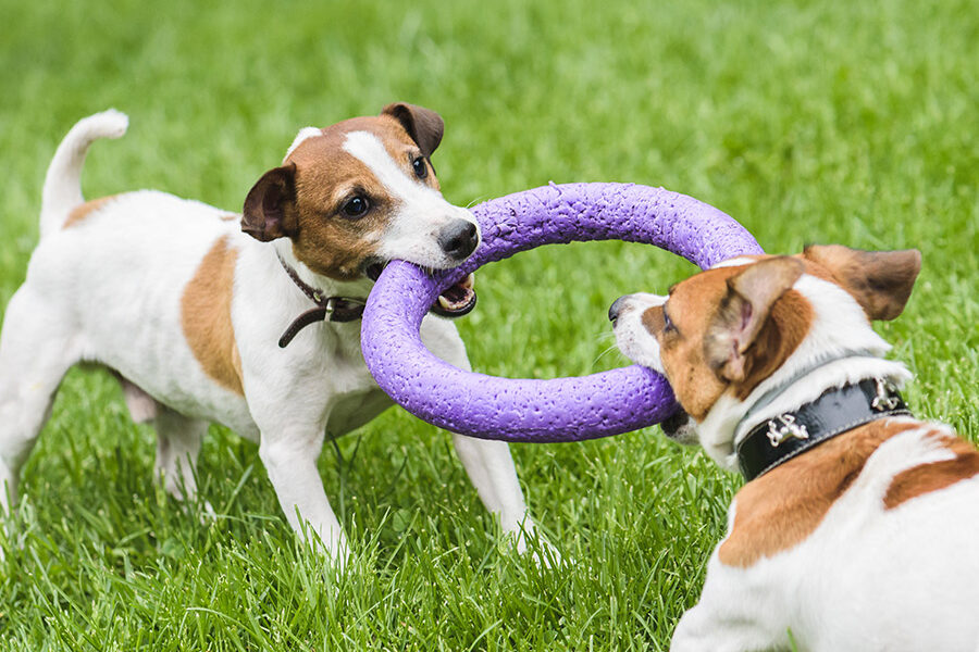 7 Games To Play With Puppy That Teach Him Essential Skills