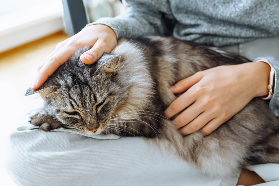Finding Out About Maine Coon Cat Health Issues Pet Services at your
