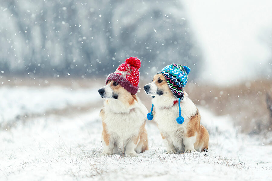Top 8 Winter Care Tips for Dogs