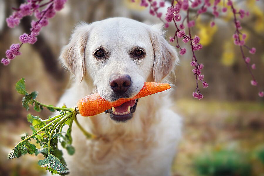 5 Nutritional Tips For Dogs in Winter