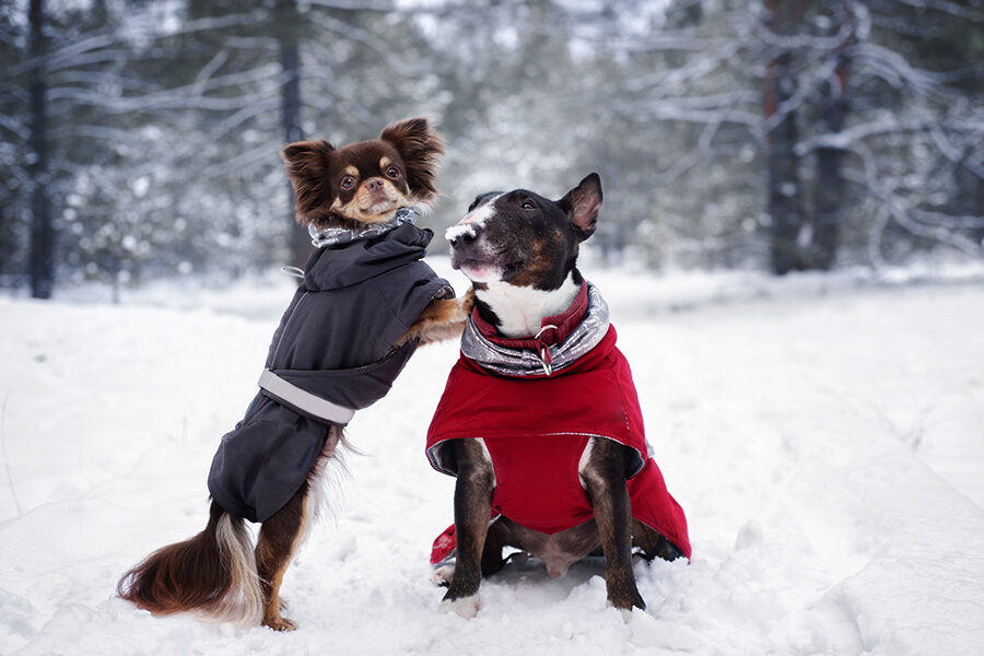 6 Grave Winter Myths About Dogs and Winter