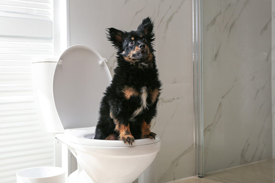 How To Potty Train Your Dog in the Right Way