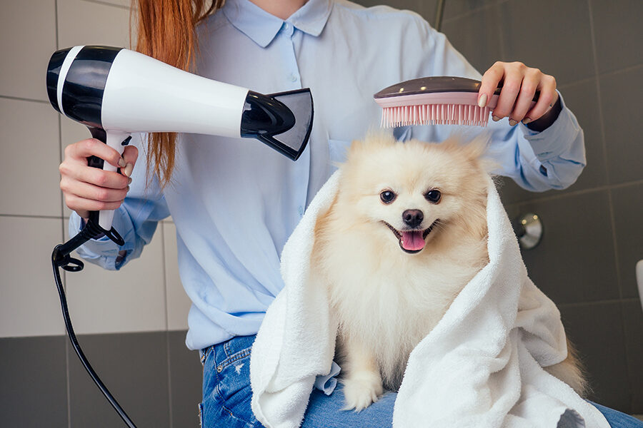 7 Benefits of Hiring Professional Dog Grooming Services at Home