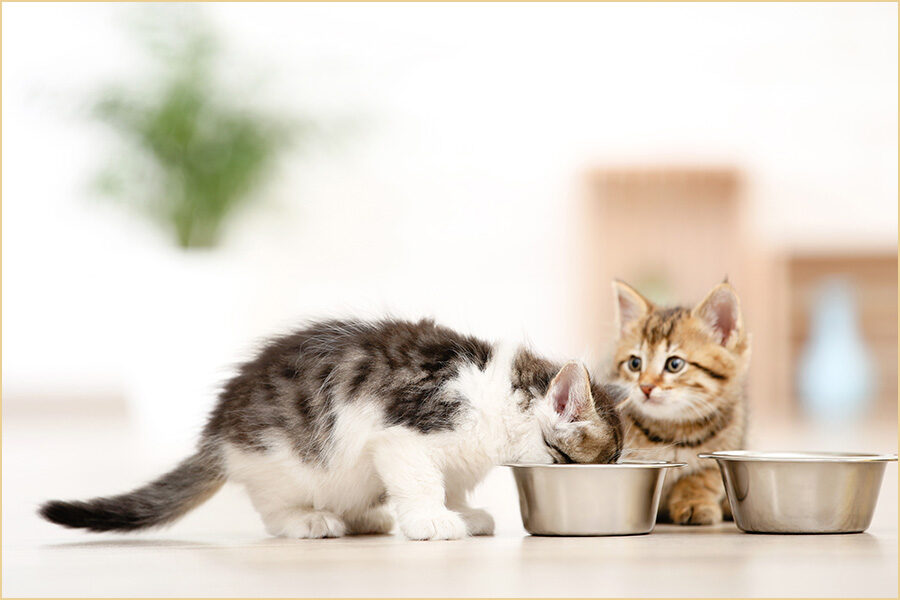 What Types Of Foods Can Be Toxic For Your Cat?