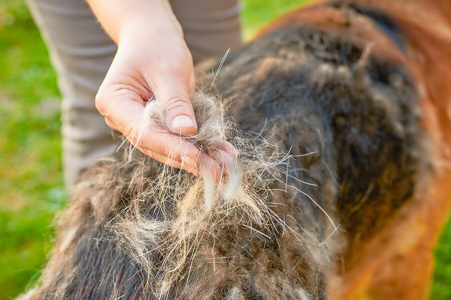 All You Need to Know About Summer Shedding in Dogs
