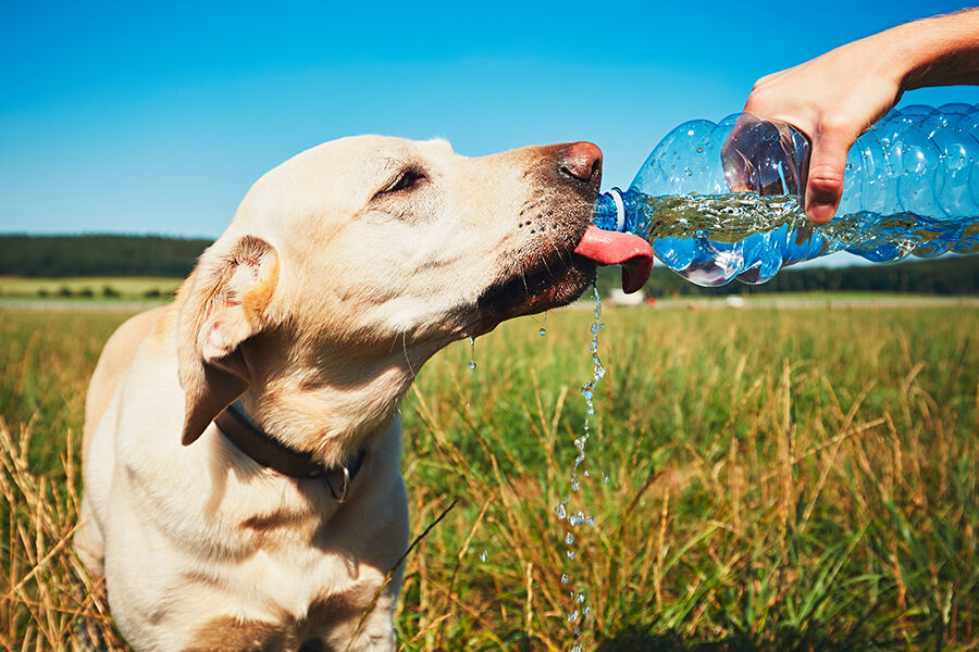 9 Tips For Summer Diet for Dogs