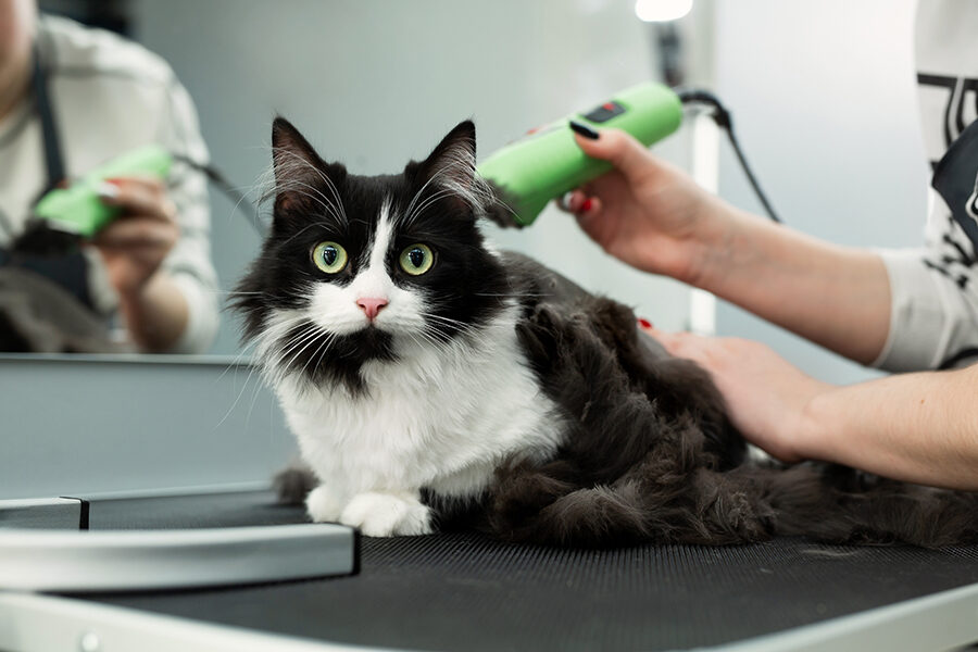 What Does Pet Grooming Include?