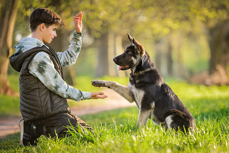 When Can You Start Training Your Puppy?