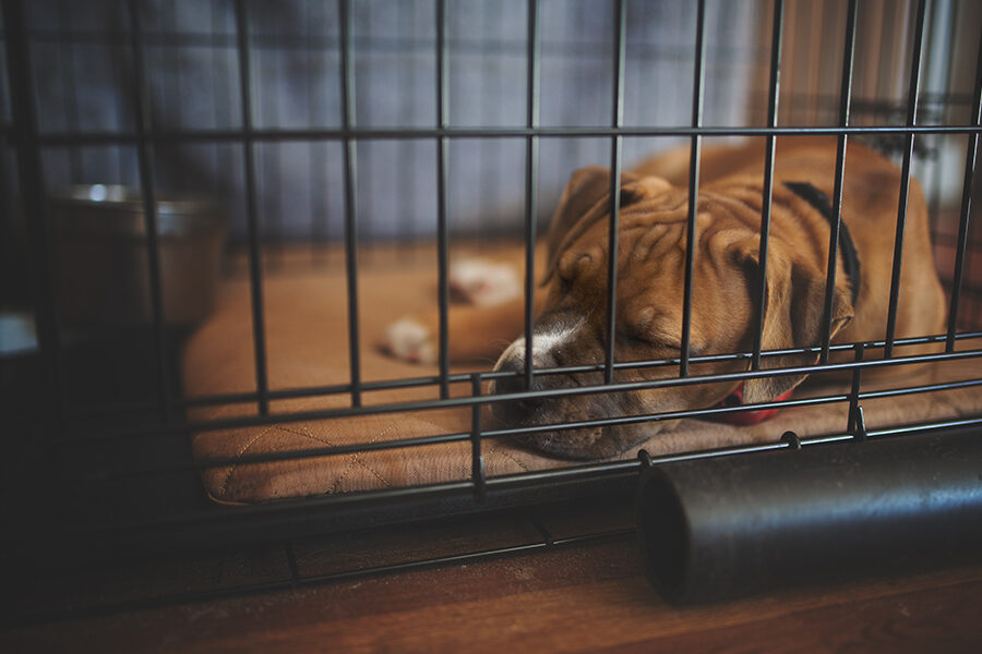 How to Crate Train Your Dog?