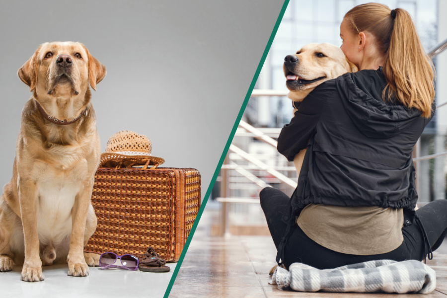 Pet Boarding vs Pet Sitting – Which Is Right For You?